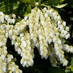 Pieris Japonica 'Purity'