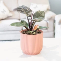 Philodendron 'Black Cardinal' -Cheap Plants Store pl2000044766 card3 lg