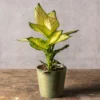 Dieffenbachia 'Summer Style' (PBR)