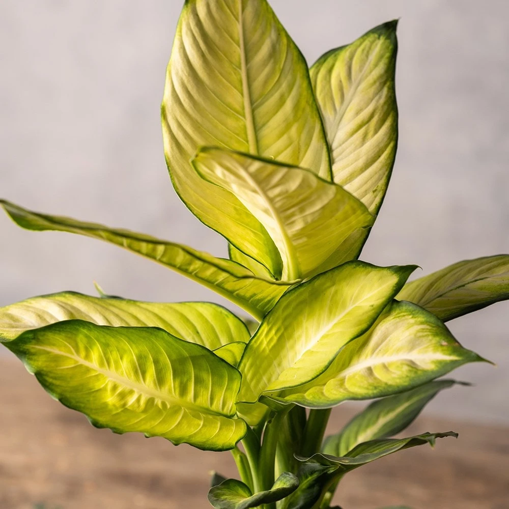 Dieffenbachia 'Summer Style' (PBR) 2 Dieffenbachia 'Summer Style' (PBR) - Image 2