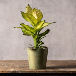 Dieffenbachia 'Summer Style' (PBR) 5 Dieffenbachia 'Summer Style' (PBR) -Cheap Plants Store pl2000044820 card3 lg