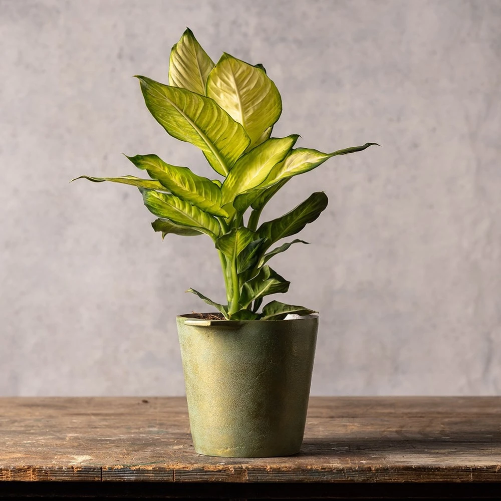 Dieffenbachia 'Summer Style' (PBR) 3 Dieffenbachia 'Summer Style' (PBR) - Image 3