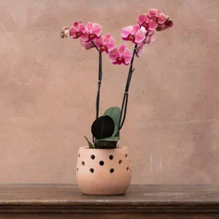 Phalaenopsis 'Asian Coral'