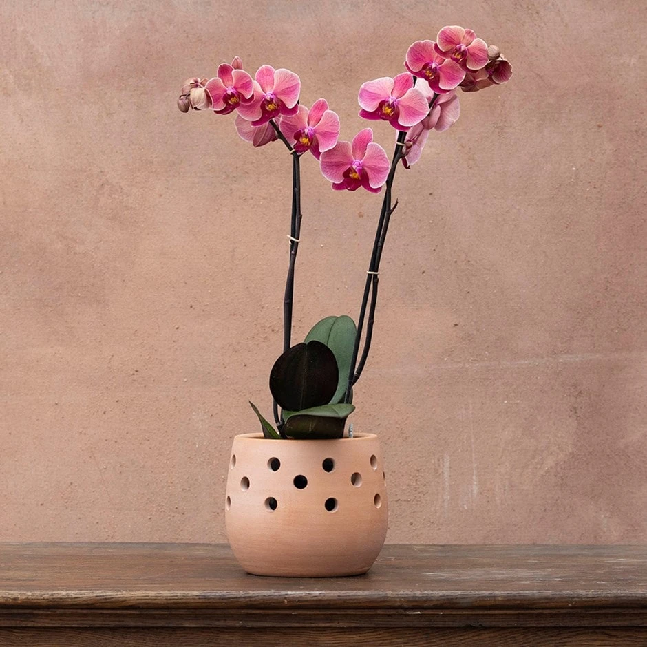 Phalaenopsis 'Asian Coral' 1 Phalaenopsis 'Asian Coral'