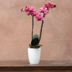 Phalaenopsis 'Asian Coral' 6 Phalaenopsis 'Asian Coral' -Cheap Plants Store pl2000044821 card3 lg