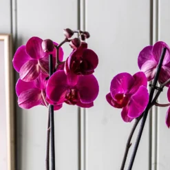 Phalaenopsis Anthura Stellenbosch ('phaldukai') (PBR) -Cheap Plants Store pl2000044822 card4 lg