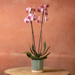 Phalaenopsis 'Younghome Golden Leopard' -Cheap Plants Store pl2000044823 card3 lg