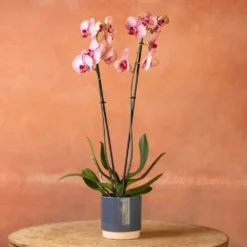 Phalaenopsis 'Younghome Golden Leopard' -Cheap Plants Store pl2000044823 card4 lg