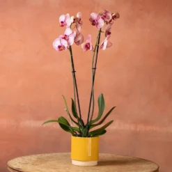 Phalaenopsis 'Younghome Golden Leopard' -Cheap Plants Store pl2000044823 card5 lg