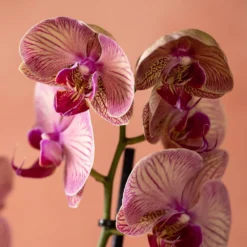 Phalaenopsis 'Younghome Golden Leopard' -Cheap Plants Store pl2000044823 card6 lg