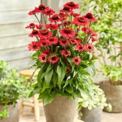 Echinacea SunSeekers Red ('Apecssired') (SunSeekers Series) -Cheap Plants Store pl2000045050 card3 lg