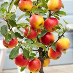 Apple 'Elstar' 5 Apple 'Elstar' -Cheap Plants Store pl2000045278 card3 lg