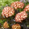 Hydrangea Macrophylla 'Light My Fire' (Black Diamonds Series)