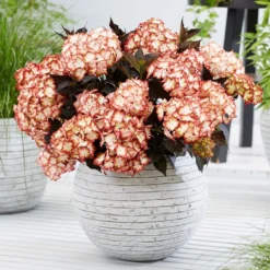 Hydrangea Macrophylla 'Light My Fire' (Black Diamonds Series) -Cheap Plants Store pl2000045402 card3 lg