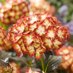 Hydrangea Macrophylla 'Light My Fire' (Black Diamonds Series) -Cheap Plants Store pl2000045402 card4 lg