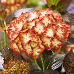 Hydrangea Macrophylla 'Light My Fire' (Black Diamonds Series) -Cheap Plants Store pl2000045402 card5 lg