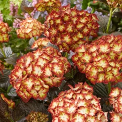 Hydrangea Macrophylla 'Light My Fire' (Black Diamonds Series) -Cheap Plants Store pl2000045402 card6 lg