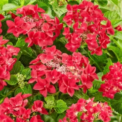 Hydrangea Macrophylla 'Teller Red'
