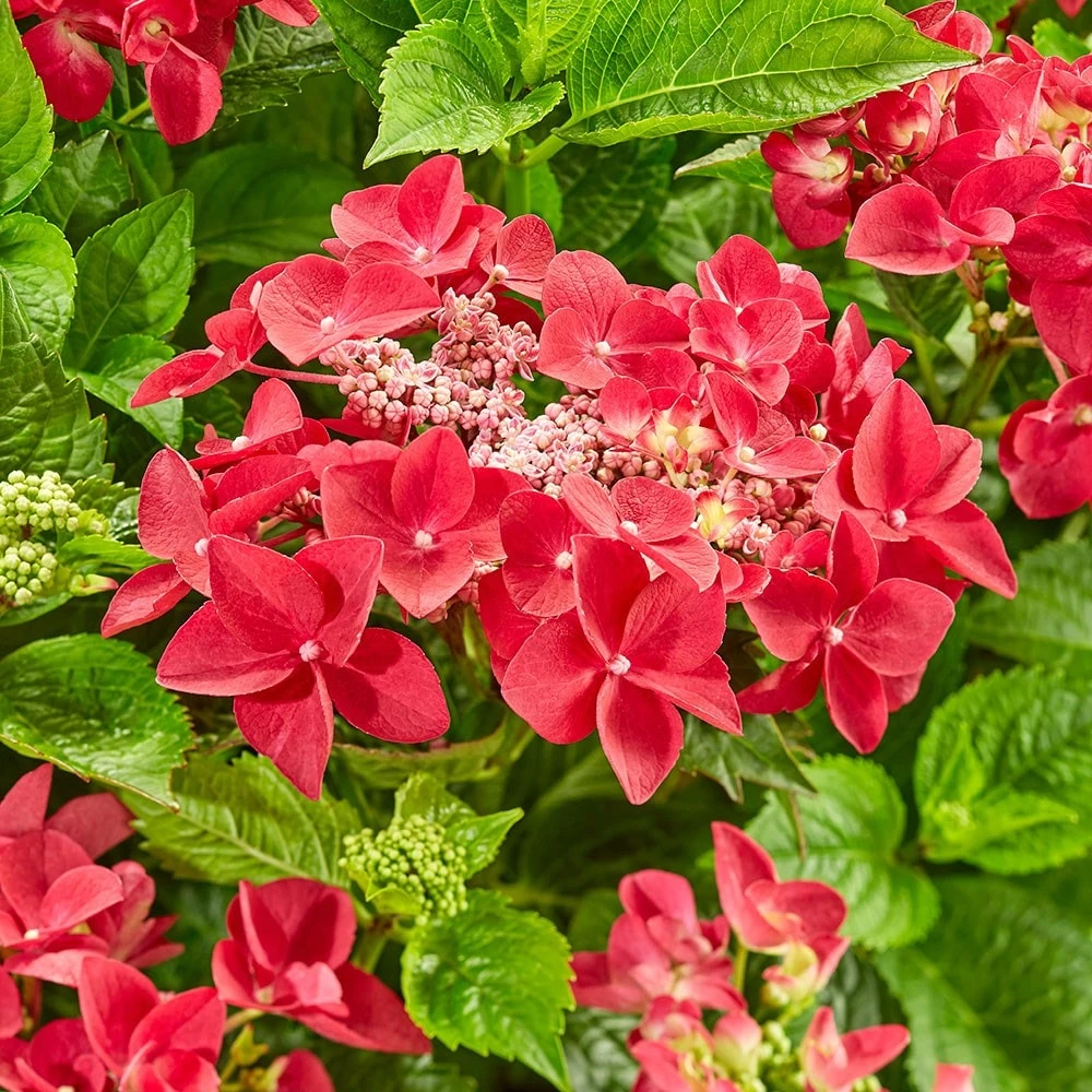 Hydrangea Macrophylla 'Teller Red' 2 Hydrangea Macrophylla 'Teller Red' - Image 2
