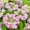 Hydrangea Macrophylla 'Teller Pink'
