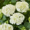 Hydrangea Macrophylla 'White'