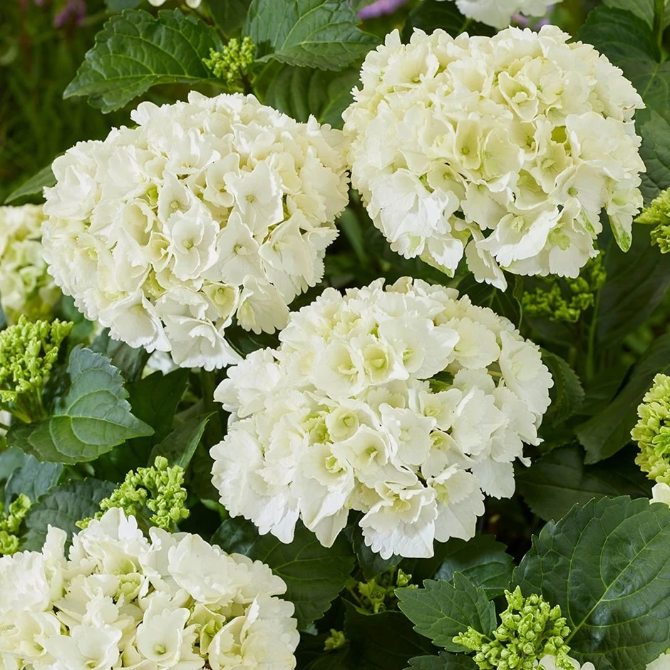 Hydrangea Macrophylla 'White' 1 Hydrangea Macrophylla 'White'