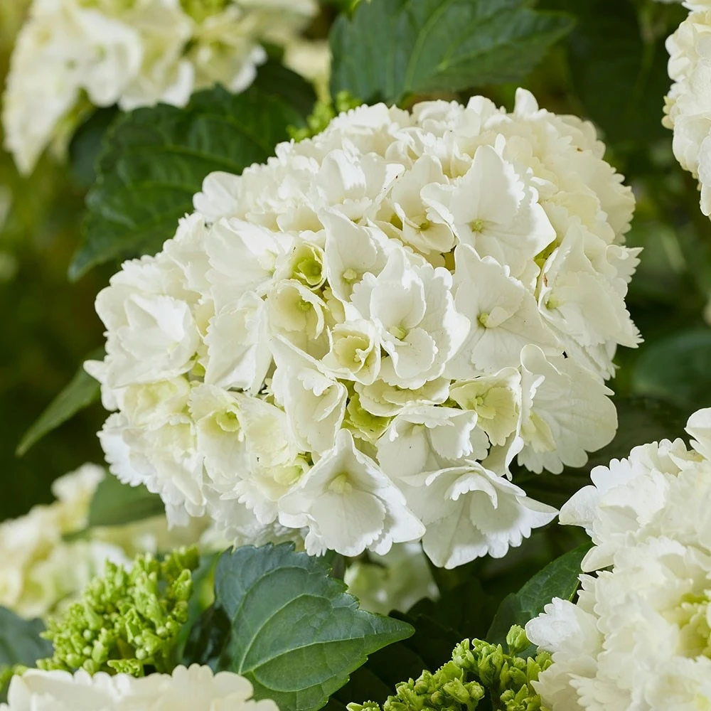 Hydrangea Macrophylla 'White' 2 Hydrangea Macrophylla 'White' - Image 2