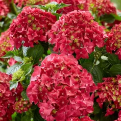 Hydrangea Macrophylla 'Red'