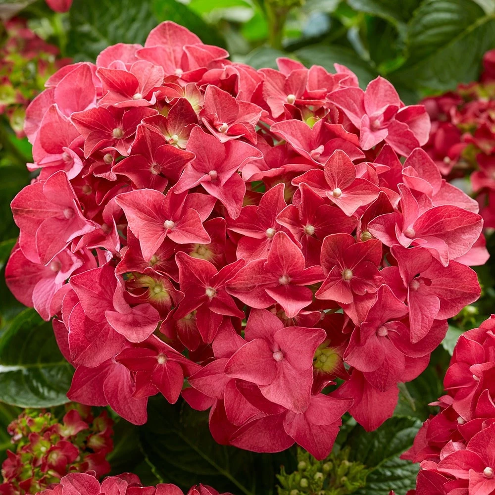 Hydrangea Macrophylla 'Red' 2 Hydrangea Macrophylla 'Red' - Image 2