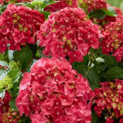 Hydrangea Macrophylla 'Red' 5 Hydrangea Macrophylla 'Red' -Cheap Plants Store pl2000045408 card3 lg