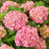 Hydrangea Macrophylla 'Pink'