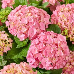 Hydrangea Macrophylla 'Pink' -Cheap Plants Store pl2000045410 card3 lg