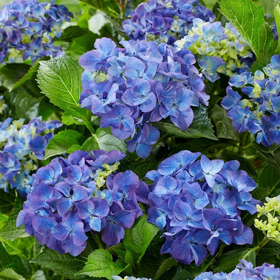 Hydrangea Macrophylla 'Blue' 1 Hydrangea Macrophylla 'Blue'