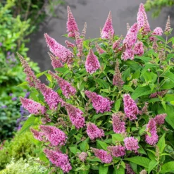 Buddleja Little Pink (’BotEx 005’) (PBR) (Butterfly Candy Series) -Cheap Plants Store pl2000045428 card3 lg