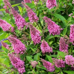 Buddleja Little Pink (’BotEx 005’) (PBR) (Butterfly Candy Series) -Cheap Plants Store pl2000045428 card4 lg