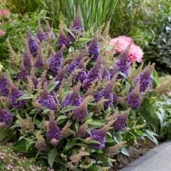 Buddleja Little Lila (’BotEx 004’) (PBR) (Butterfly Candy Series) -Cheap Plants Store pl2000045429 card3 lg