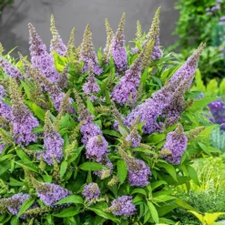 Buddleja Little Lila (’BotEx 004’) (PBR) (Butterfly Candy Series) -Cheap Plants Store pl2000045429 card4 lg
