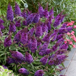 Buddleja Little Purple (’BotEx 001’) (PBR) (Butterfly Candy Series) -Cheap Plants Store pl2000045430 card3 lg