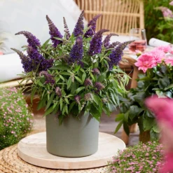 Buddleja Little Purple (’BotEx 001’) (PBR) (Butterfly Candy Series) -Cheap Plants Store pl2000045430 card5 lg