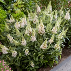 Buddleja Little White (’BotEx 003’) (PBR) (Butterfly Candy Series) -Cheap Plants Store pl2000045432 card3 lg