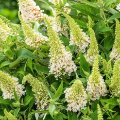 Buddleja Little White (’BotEx 003’) (PBR) (Butterfly Candy Series) -Cheap Plants Store pl2000045432 card4 lg