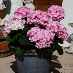 Hydrangea Macrophylla Love ('Youme H1917') (PBR) -Cheap Plants Store pl2000045449 card3 lg