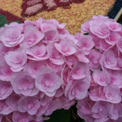 Hydrangea Macrophylla Love ('Youme H1917') (PBR) -Cheap Plants Store pl2000045449 card4 lg