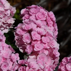 Hydrangea Macrophylla Love ('Youme H1917') (PBR) -Cheap Plants Store pl2000045449 card5 lg