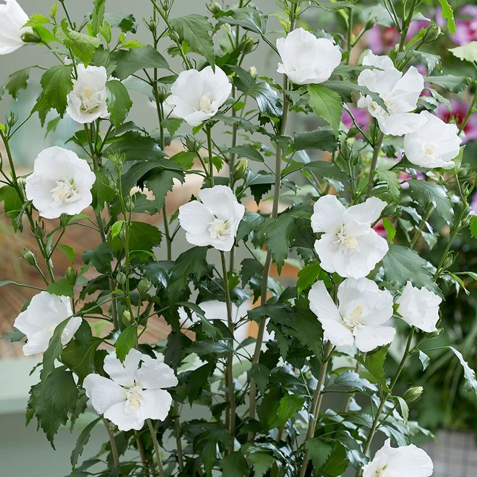 Hibiscus Syriacus Flower Tower White ('Gandini Van Aart') (PBR) 1 Hibiscus Syriacus Flower Tower White ('Gandini Van Aart') (PBR)