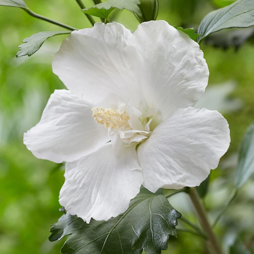Hibiscus Syriacus Flower Tower White ('Gandini Van Aart') (PBR) 3 Hibiscus Syriacus Flower Tower White ('Gandini Van Aart') (PBR) - Image 3