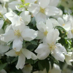 Philadelphus 'Dame Blanche'