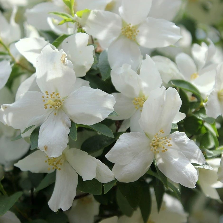 Philadelphus 'Dame Blanche' 1 Philadelphus 'Dame Blanche'
