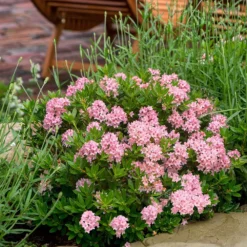 Rhododendron Bloombux Magenta ('Microhirs9') (PBR) 7 Rhododendron Bloombux Magenta ('Microhirs9') (PBR) -Cheap Plants Store pl2000045584 card3 lg