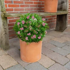 Rhododendron Bloombux Magenta ('Microhirs9') (PBR) 8 Rhododendron Bloombux Magenta ('Microhirs9') (PBR) -Cheap Plants Store pl2000045584 card4 lg